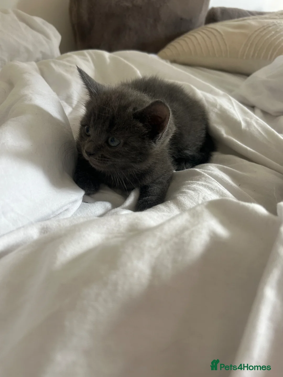 Mixed Breed cats for sale: Beautiful kittens  - Advert 40