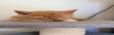 Maine Coon 8