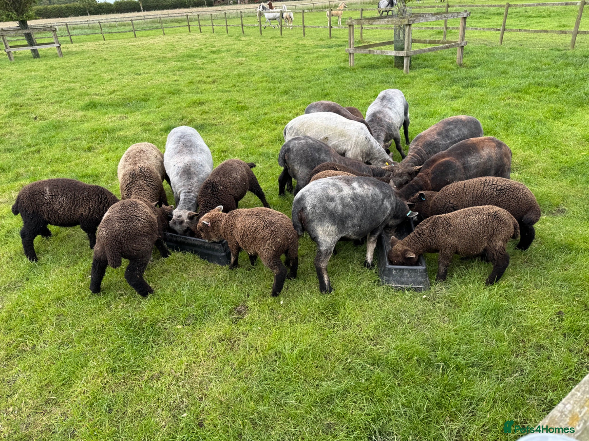 Sheep livestock Coloured Ryeland Lambs - Advert 1