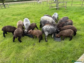 Sheep livestock for sale: Coloured Ryeland Lambs - Advert 2
