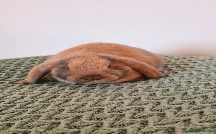 Mini Lop rabbits - Advert 13