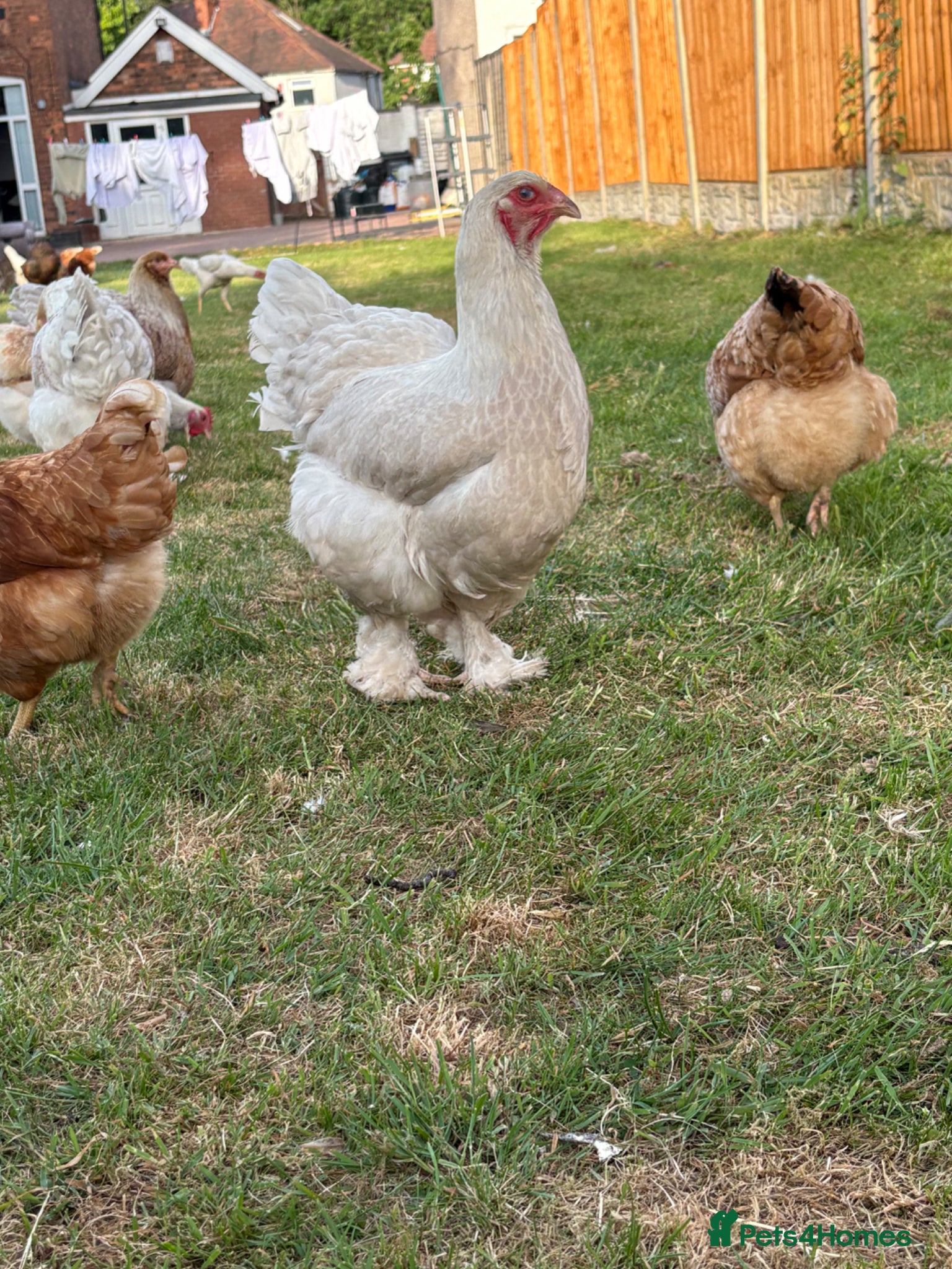 Chickens poultry Chickens for sale - Advert 1