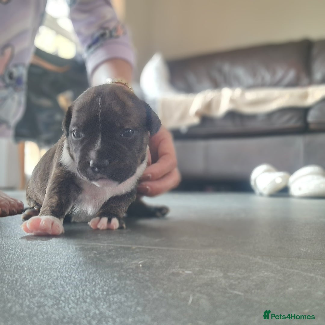Staffordshire Bull Terrier dogs for sale: Staffordshire puppies  - Image 7
