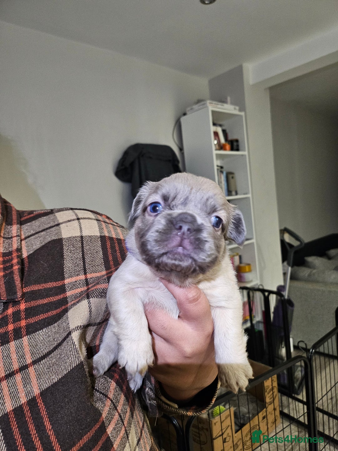 French Bulldog dogs for sale: Beautiful French Bulldog Puppies 2xF - fluffy, 1xM - Advert 10