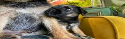 Border Terrier dogs for sale: Border Terrier female puppy - Advert 9