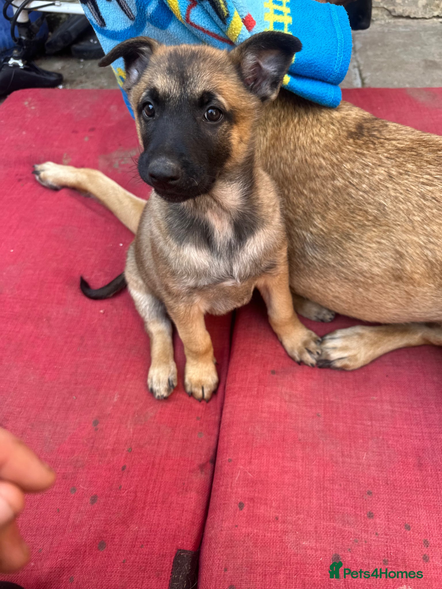 Belgian Shepherd Dog dogs Beautiful Malinois girl ready to leave - Advert 2
