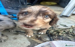Sproodle dogs for sale: F1 Sproodle Puppies  - Image 14