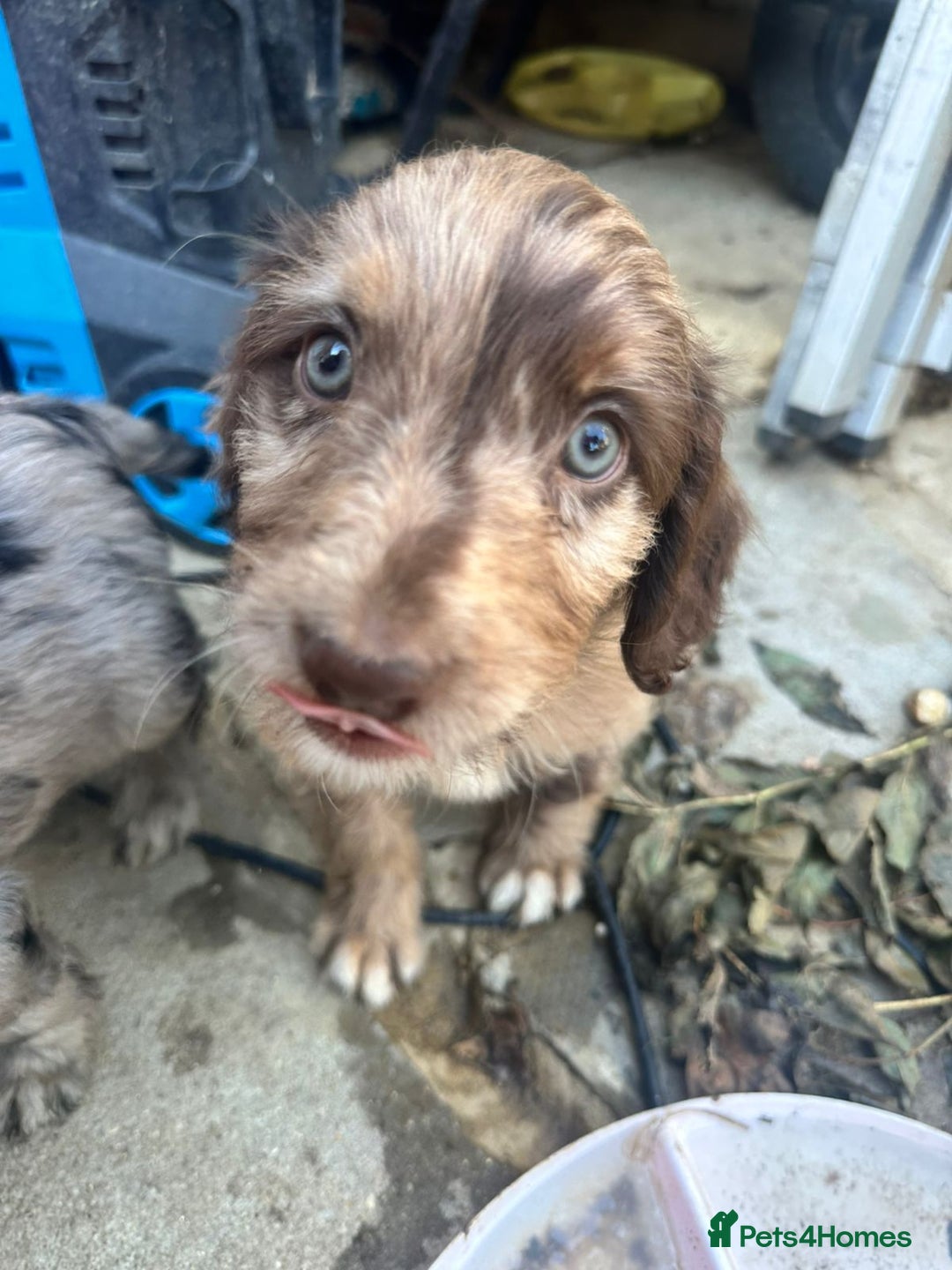 Sproodle dogs for sale: F1 Sproodle Puppies  - Image 14