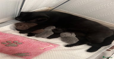 British Shorthair cats - Advert 14