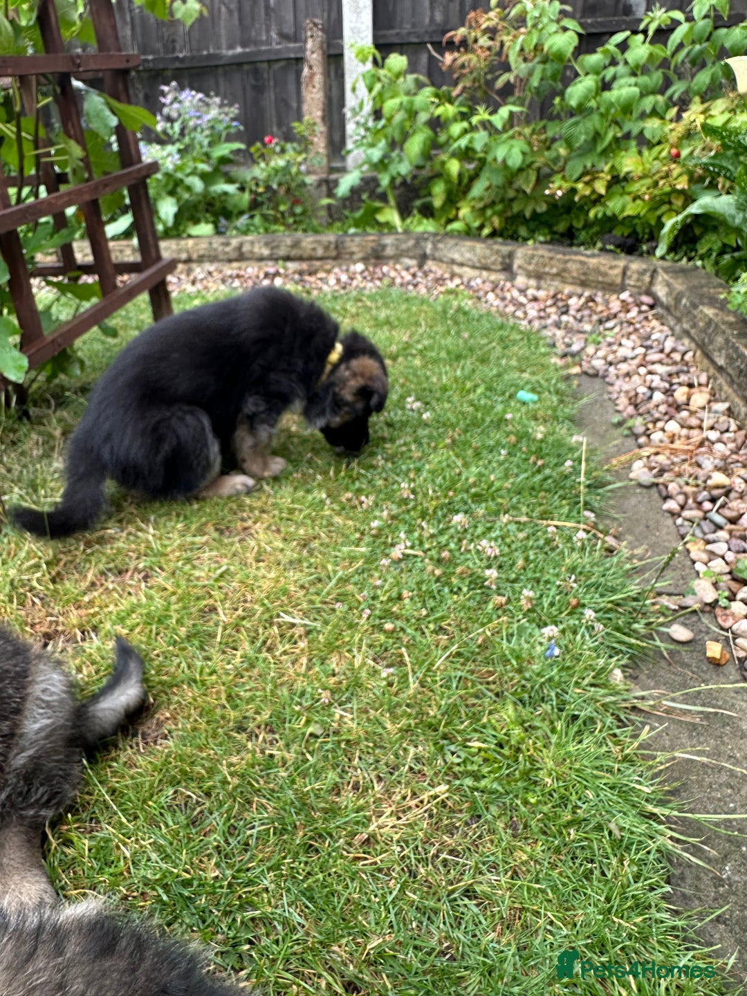 German Shepherd dogs for sale: 6 Beautiful, Healthy German Shepherd puppies in Mansfield - Image 11