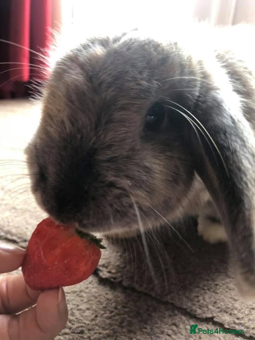 English Lop rabbits for sale: 2 x Male Lop Rabbits - Advert 12