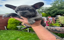 French Bulldog dogs for sale: 2 left Ready for FOREVER Home🏡French Bulldog 🐶🐾 in Preston - Image 12