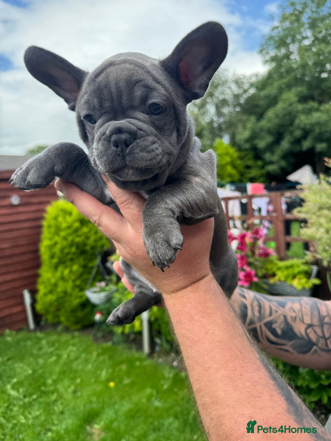 French Bulldog dogs for sale: 2 left Ready for FOREVER Home🏡French Bulldog 🐶🐾 in Preston - Image 12