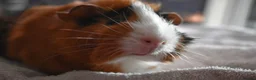 Guinea Pig rodents for sale: Neutered male and female pair  - Advert 11