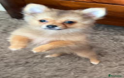 Pomeranian dogs for sale: Pomeranian girl for sale  - Image 9