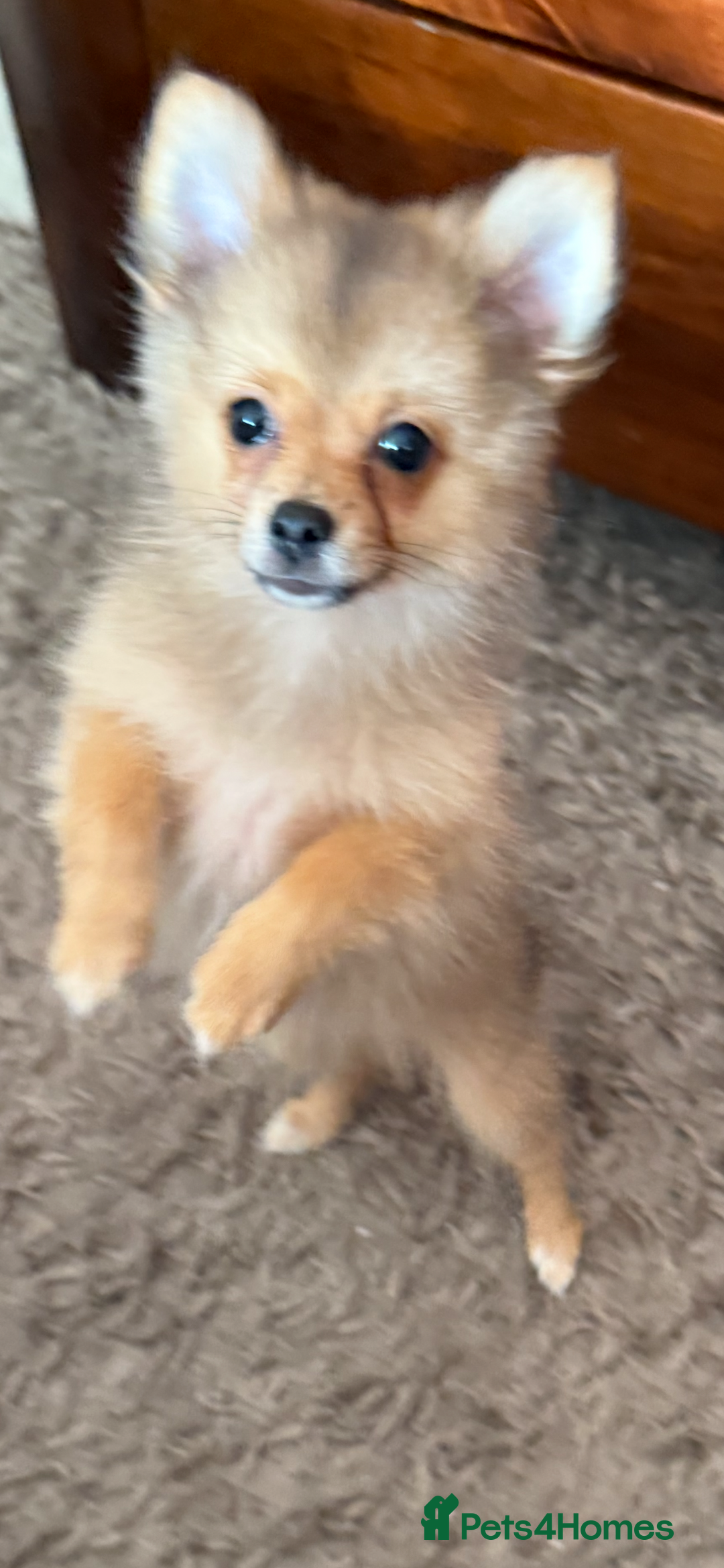 Pomeranian dogs for sale: Pomeranian girl for sale  - Image 9