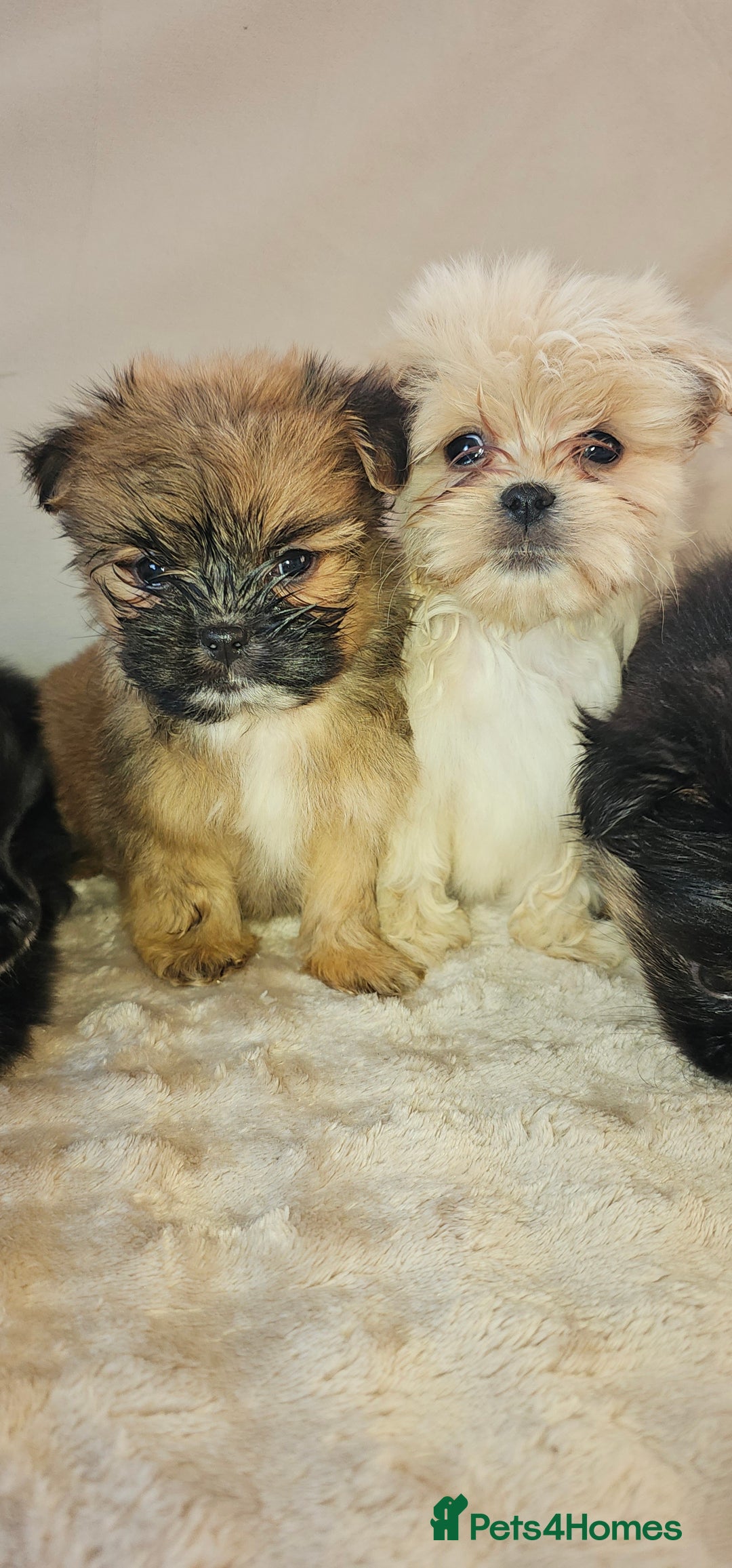 Pomeranian dogs for sale: Pomeranian puppies - Image 9