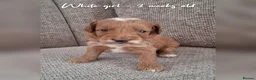 Australian Labradoodle dogs for sale: DNA health tested mini Australian labradoodles  - Advert 5