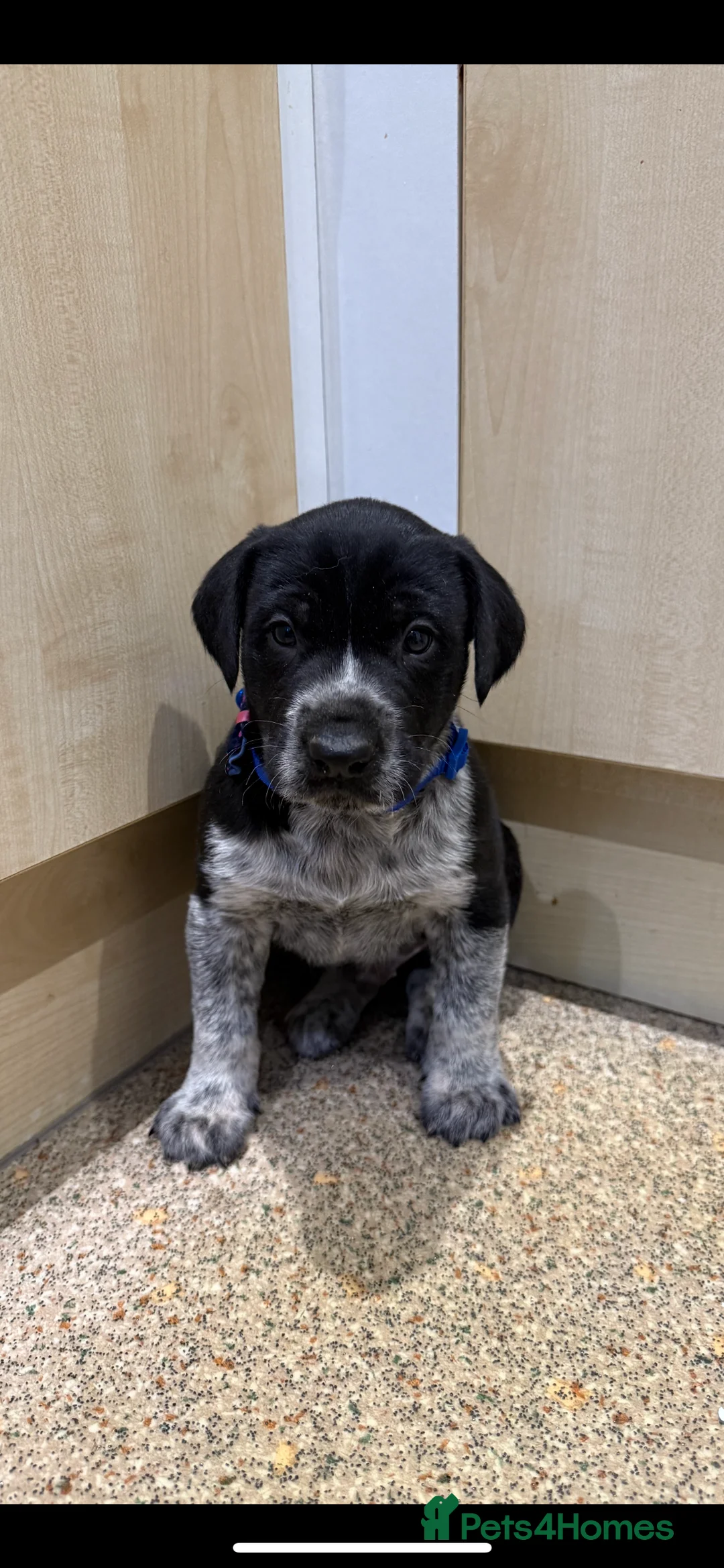 Mixed Breed dogs for sale: 4 Stunning German Shorthaired Pointer X 🐶 - Advert 8