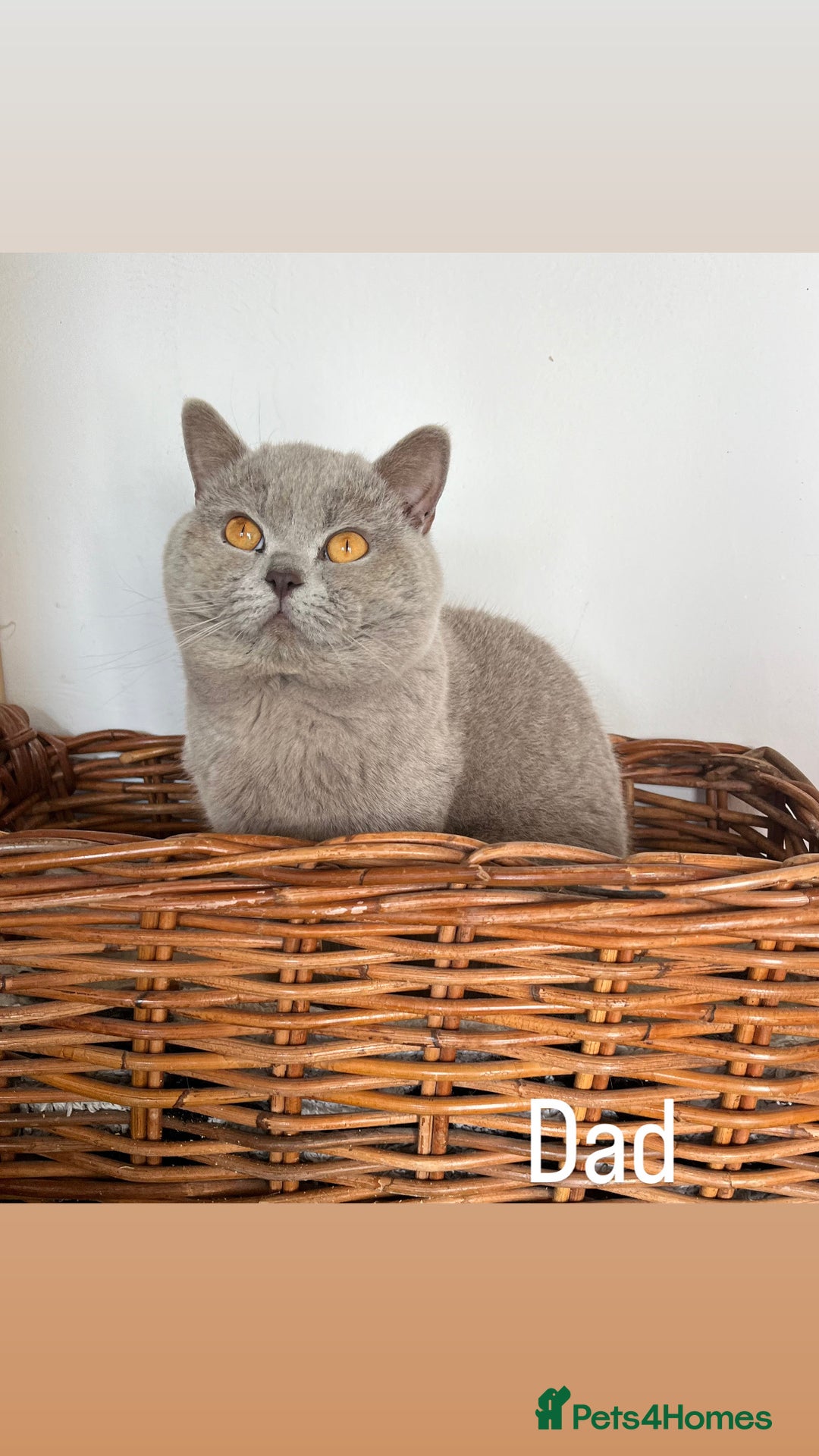 British Shorthair cats for sale: ⭐️ PURE BREED BRITISH SHORTHAIR KITTENS - Advert 14