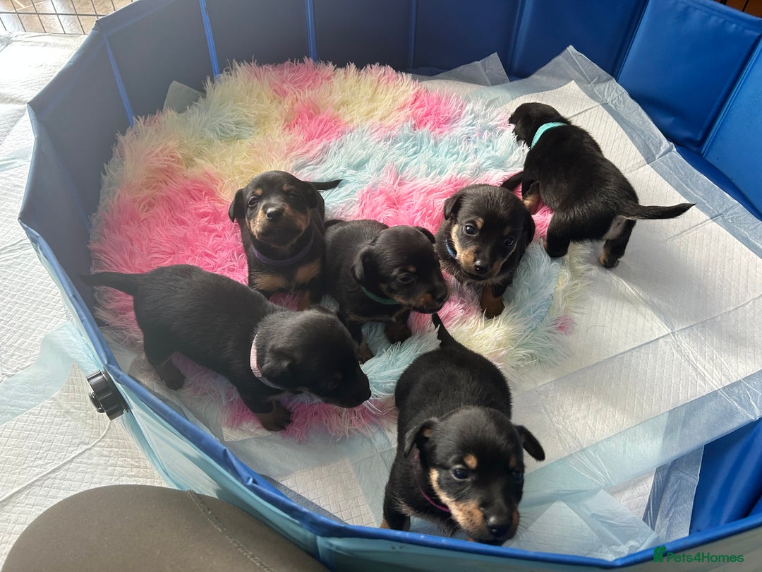 Jack Russell dogs for sale: Jack Russell puppies  - Image 9
