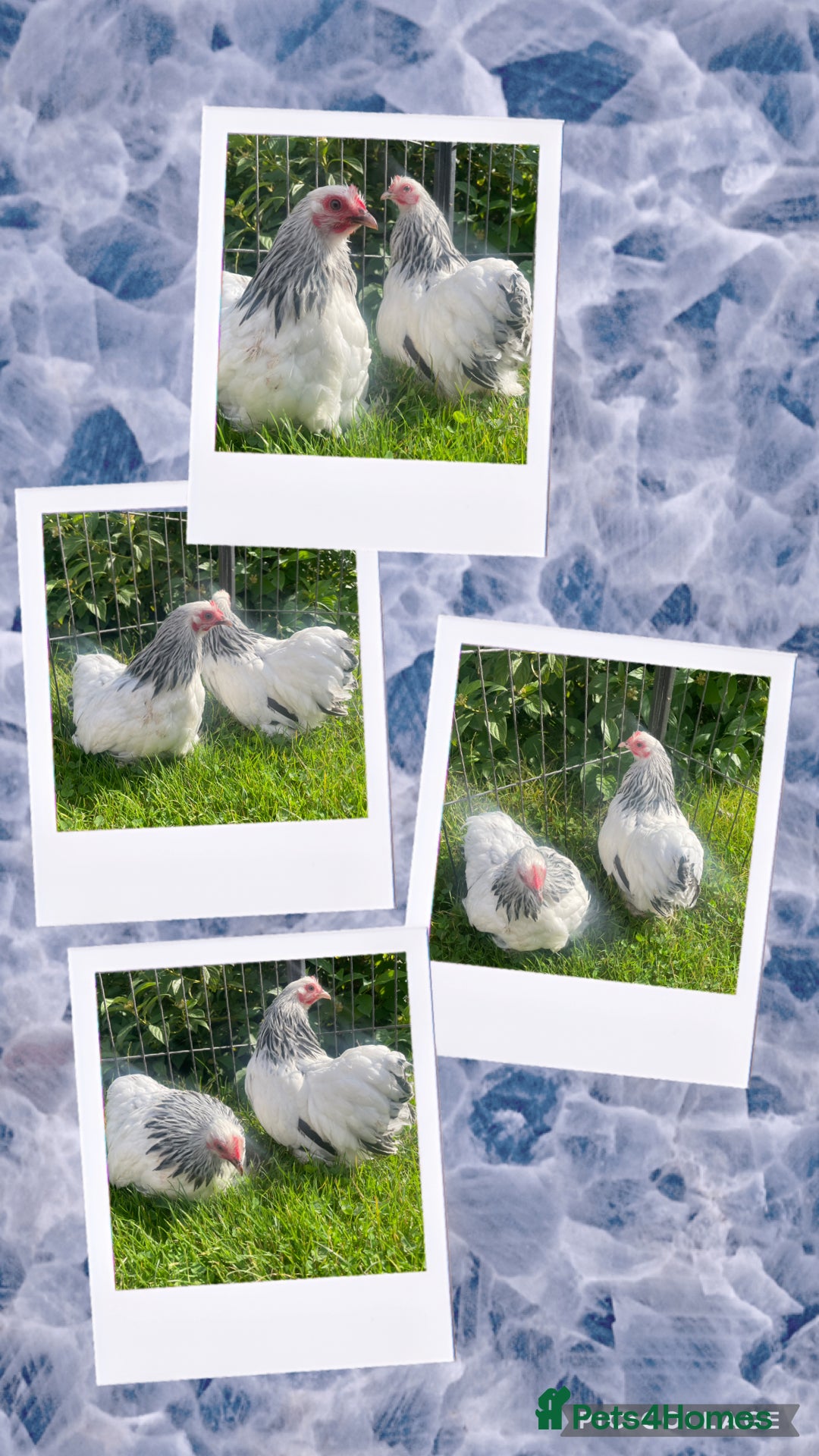 Chickens poultry for sale: Gold laced frizzled Polish  - Image 3