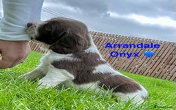English Springer Spaniel dogs for sale: Springer Spaniels - Image 18