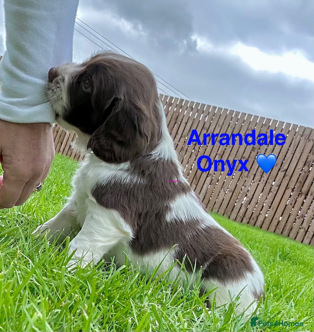 English Springer Spaniel dogs for sale: Springer Spaniels - Image 18