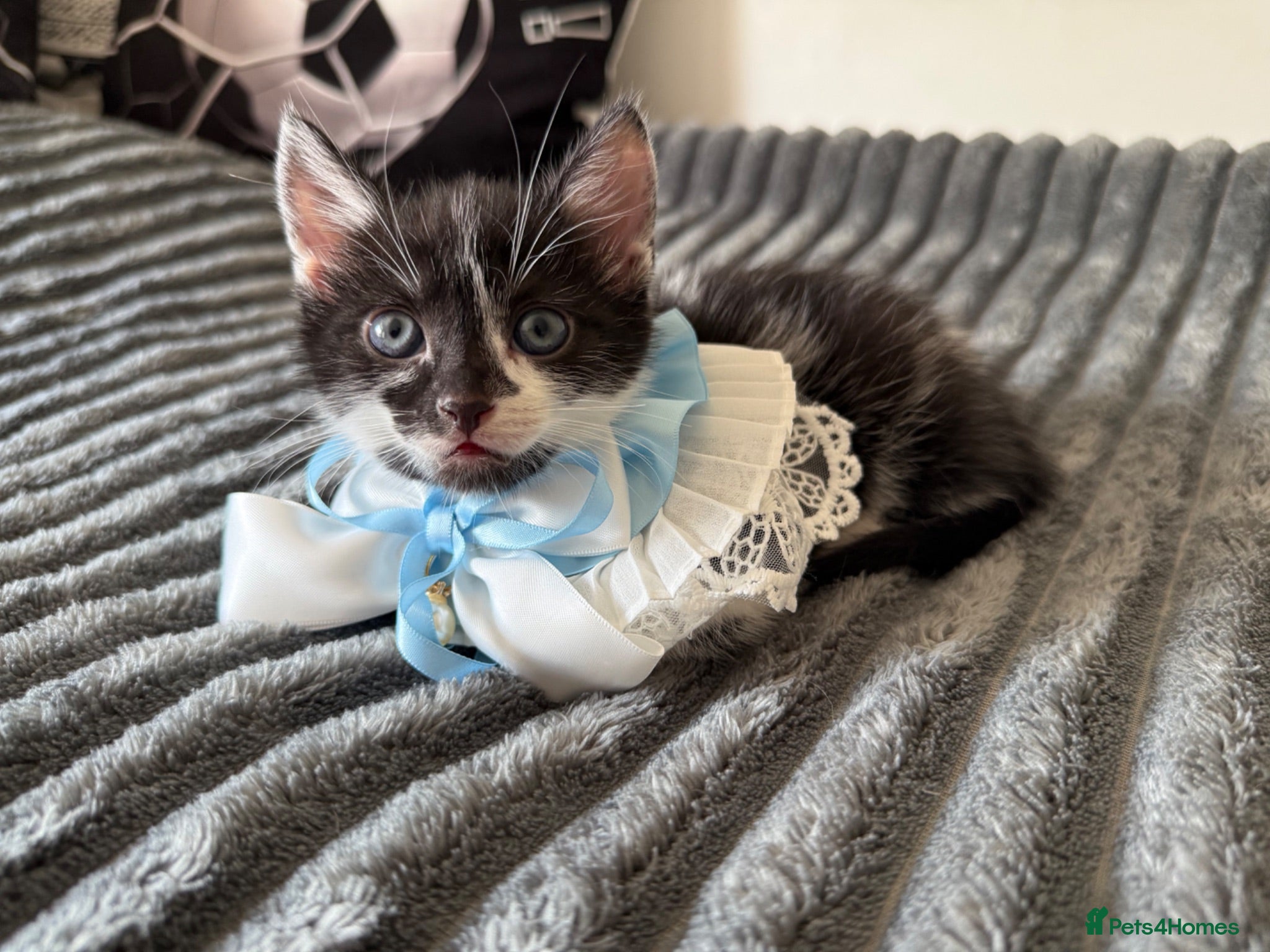 Mixed Breed cats Ready for their new homes today! - Advert 2