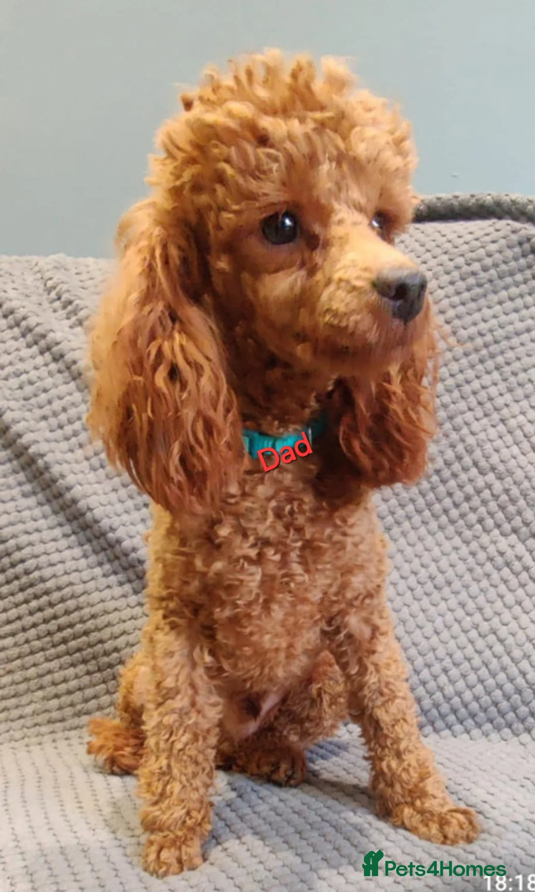 Maltipoo dogs for sale: Maltipoo F1 Toy - Advert 6