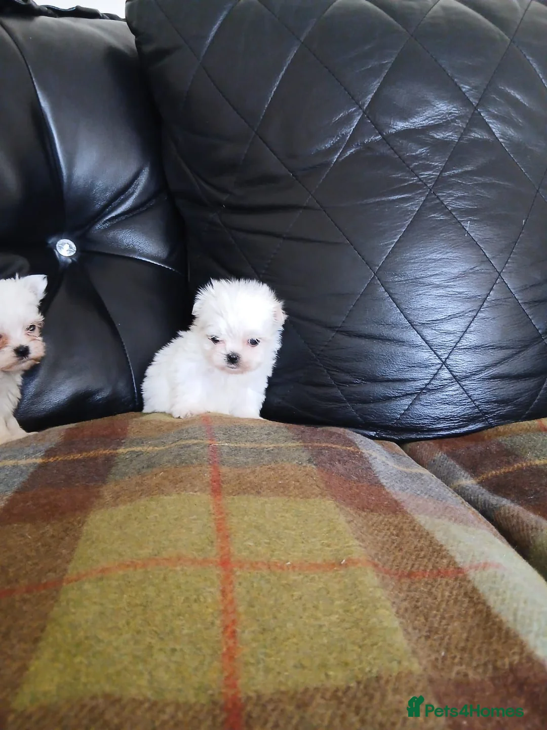 Maltese dogs for sale: Maltese  - Advert 9