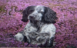 Cocker Spaniel dogs for sale: Working cocker spaniel puppies 1 girl 3 boys  - Image 9