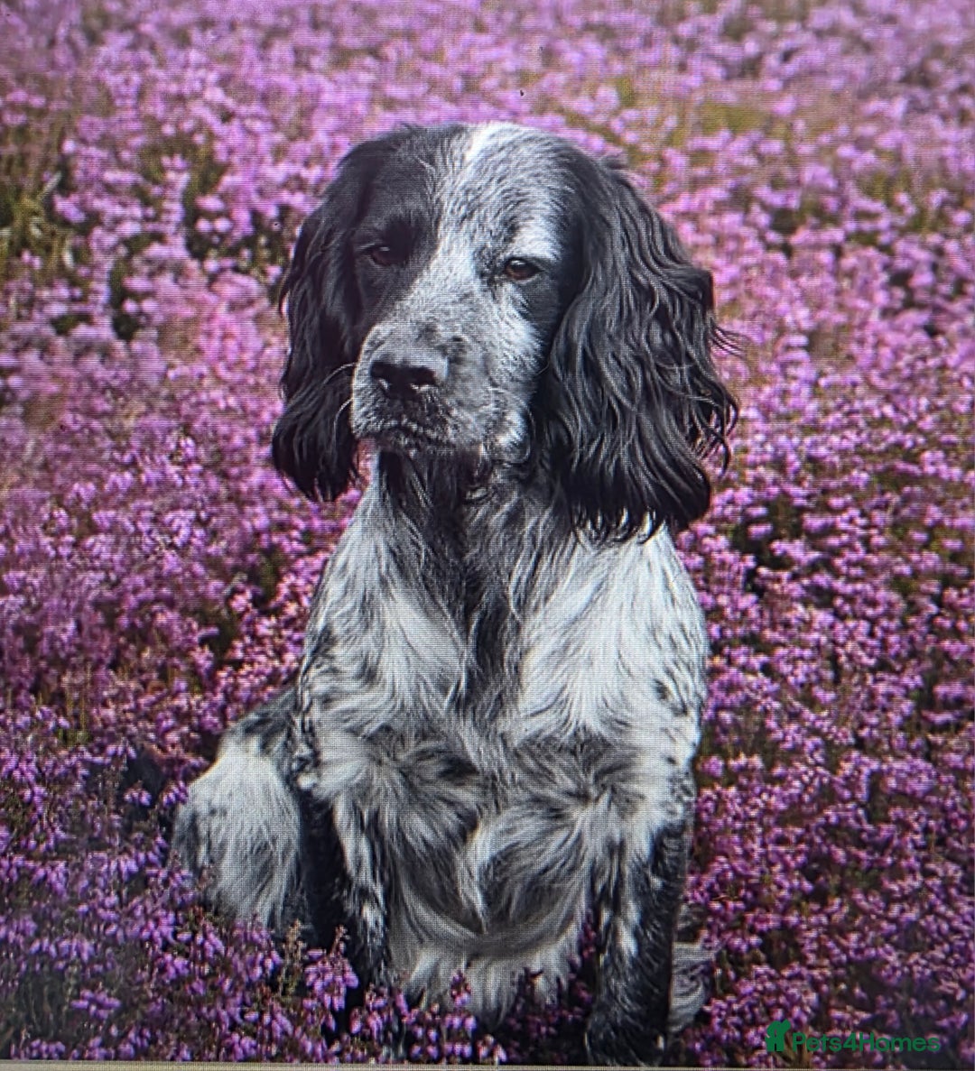 Cocker Spaniel dogs for sale: Working cocker spaniel puppies 1 girl 3 boys  - Image 9