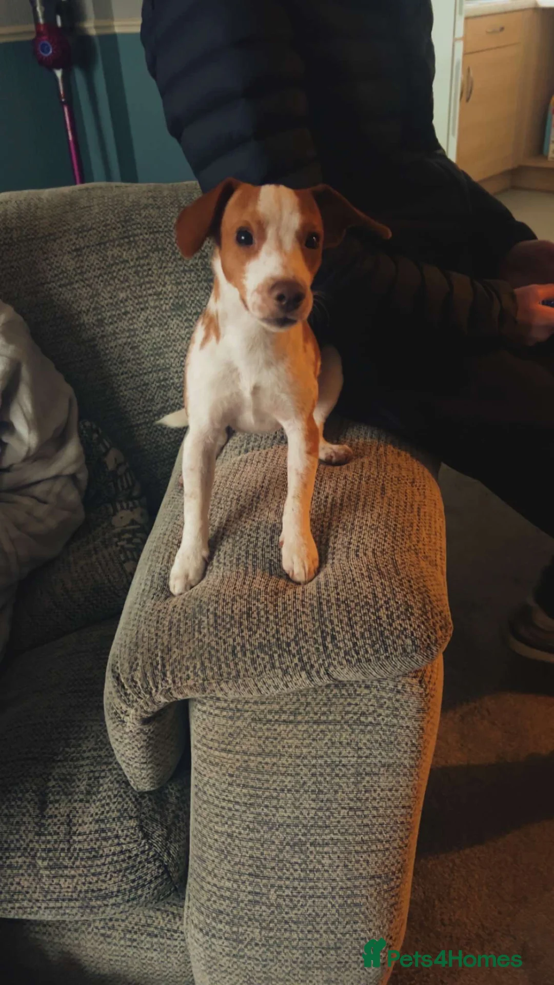 Beagle dogs for sale: full english beagle needs rehoming  in Plymouth - Advert 2