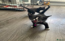 Mixed Breed cats for sale: 2 kittens available  - Image 5
