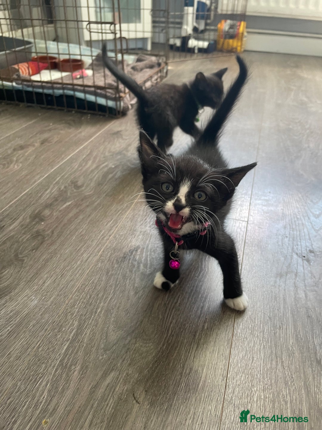 Mixed Breed cats for sale: 2 kittens available  - Image 5