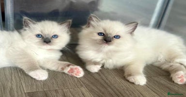 Ragdoll cats - Advert 6