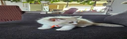 Ragdoll cats for sale: ​ Exceptional Ragdoll Kittens – Stunning Bicolor - Advert 11