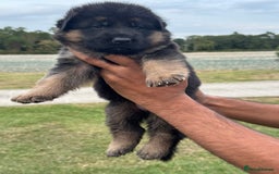 German Shepherd dogs for sale: Top Quality German Shepherd puppies  - Image 8