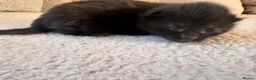 Mixed Breed cats for sale: Lovely little kittens in Derby - Advert 8