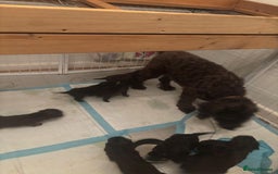 Cockapoo dogs for sale: Chocolate 4 weeks Cokapoo puppies  - Image 9