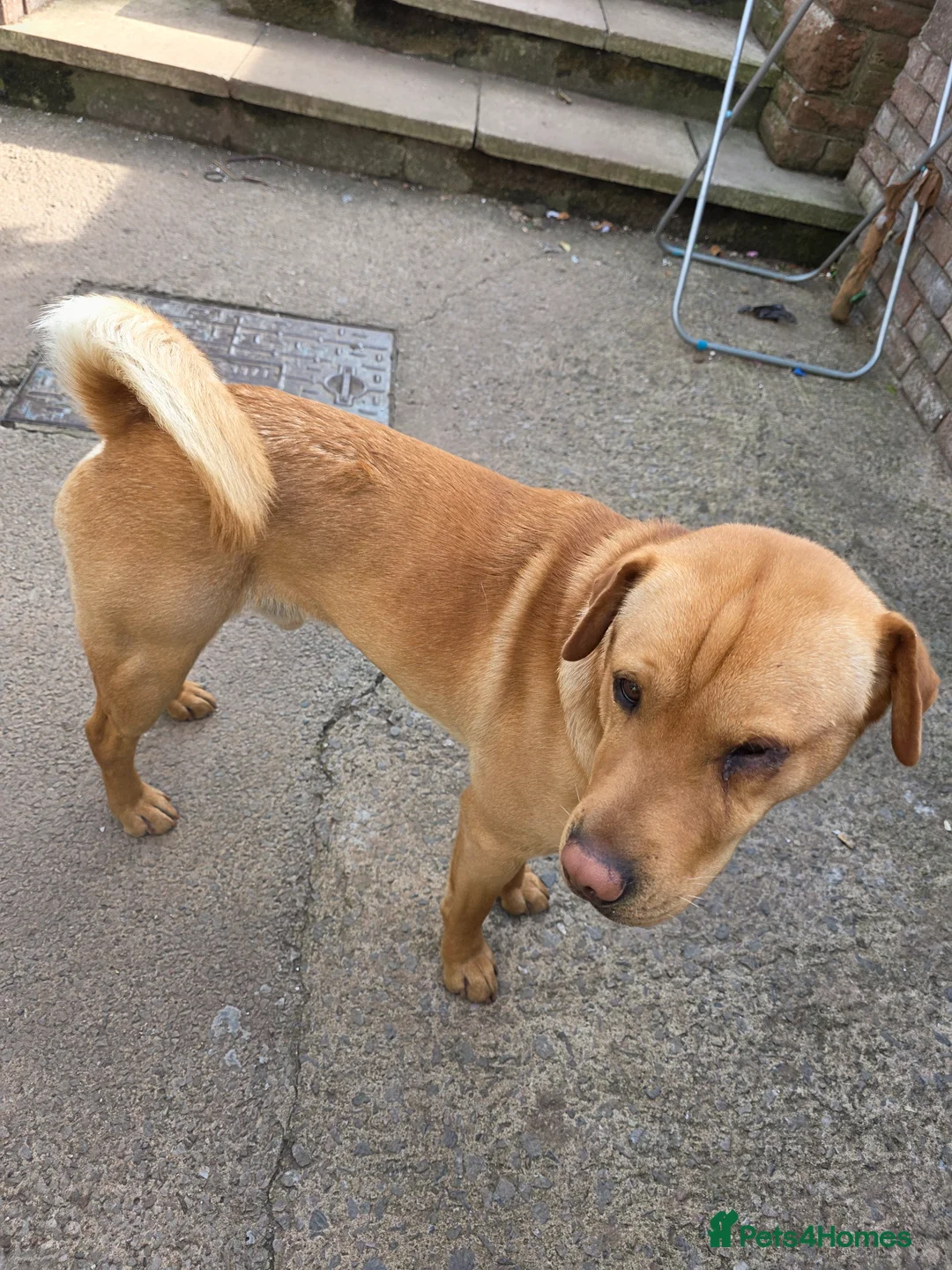 Mixed Breed dogs for sale: Shar pei x mini labradoodle looking 4 a new home  - Advert 2