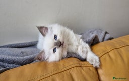 Ragdoll cats for sale: 🐾Last  Girl - Genetically clear 🐾 - Image 2