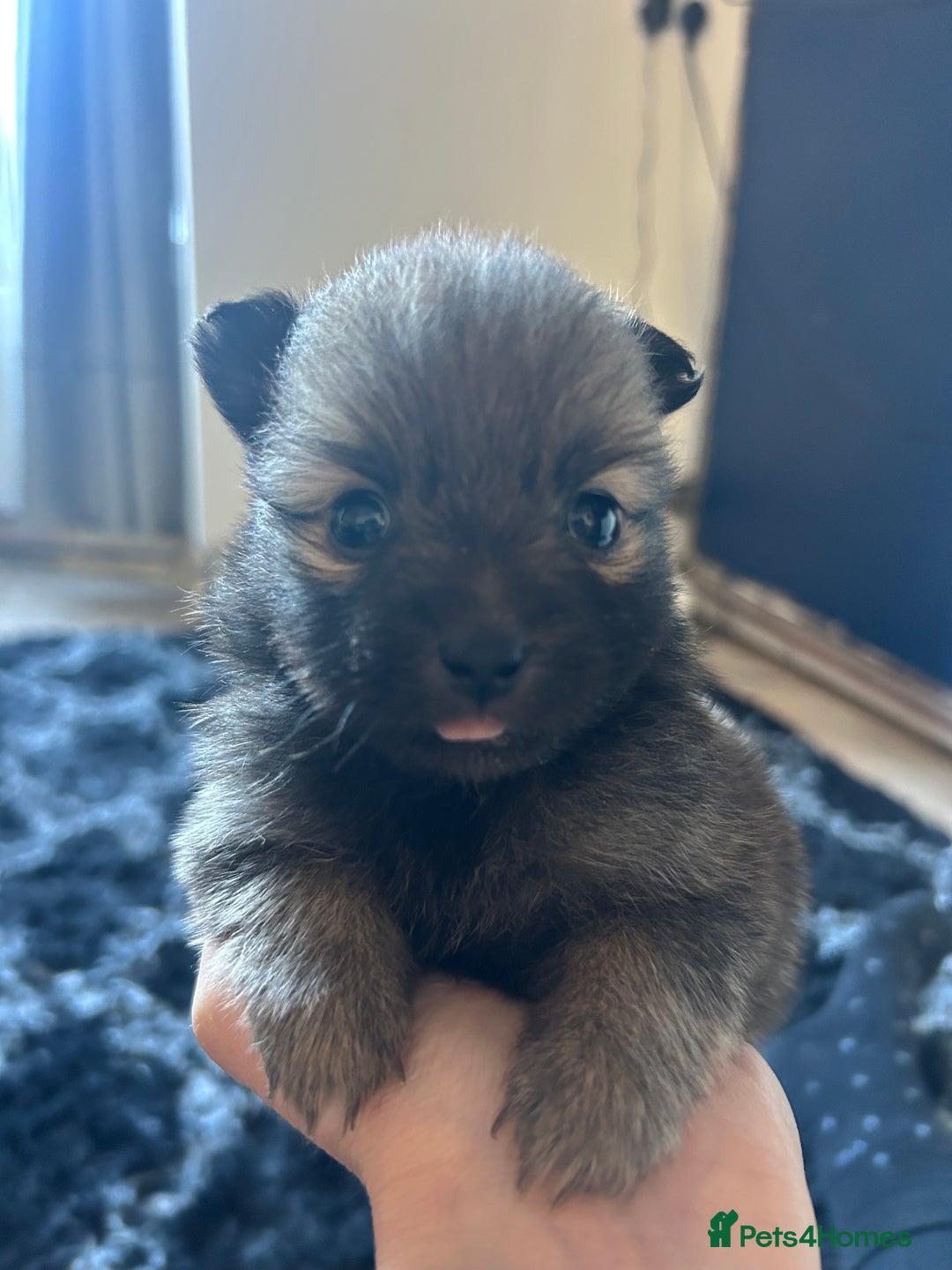 Pomapoo dogs for sale:  **  Pomeranian 🐶 puppies 🐶  - Advert 5