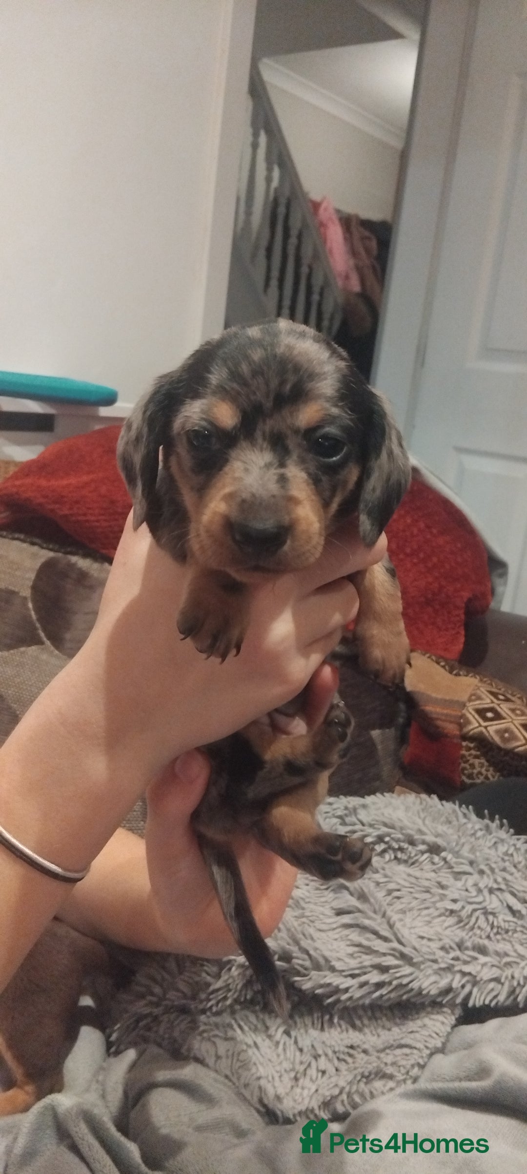 Miniature Dachshund dogs for sale: Miniature dachshund  - Image 9