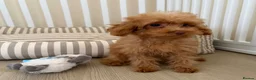 Toy Poodle dogs for sale: Health tested Toy poodle puppies  - Advert 11