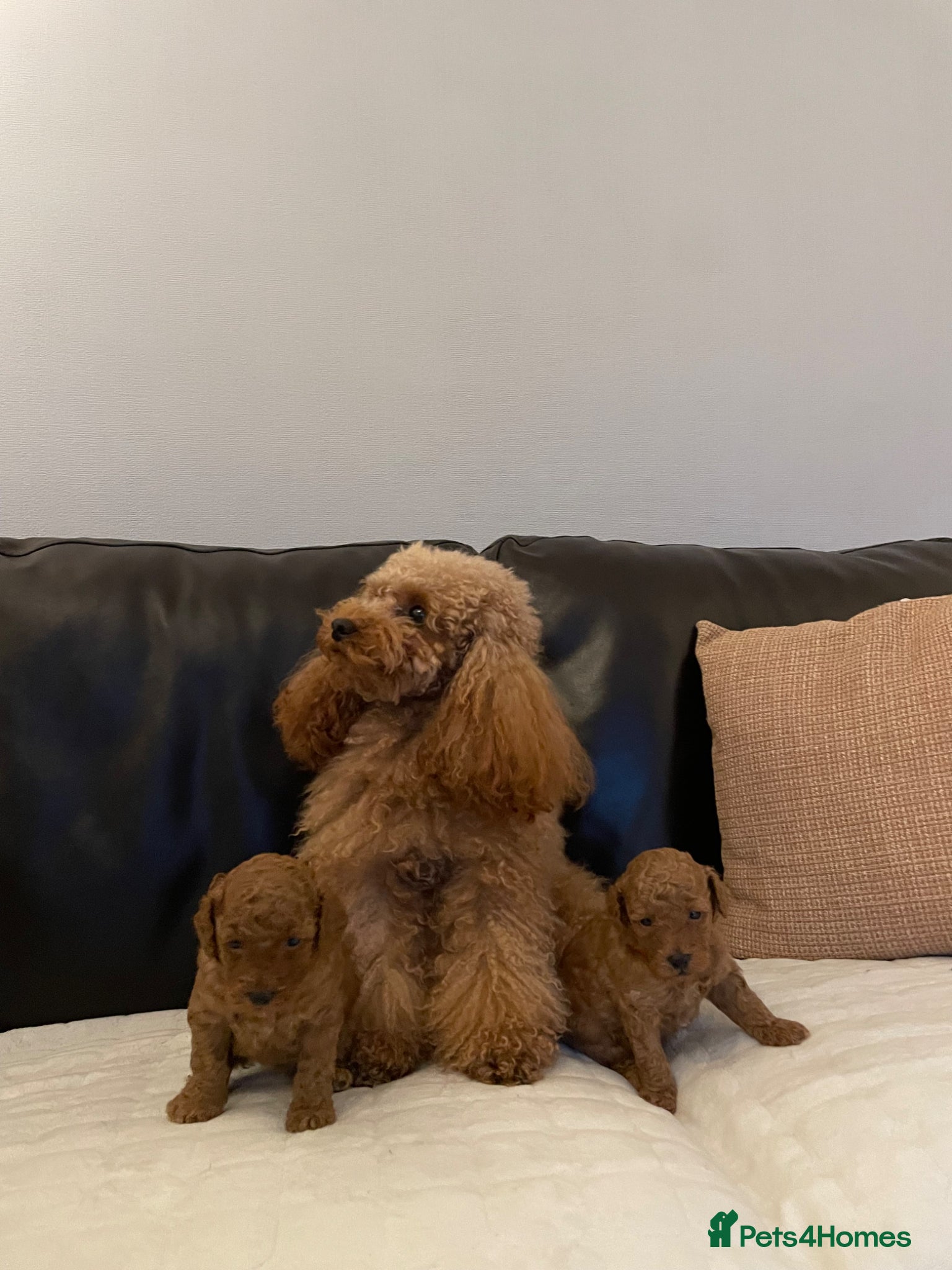 Toy Poodle dogs Gorgeous KC. Reg. Toy Poodle Puppies - Advert 1