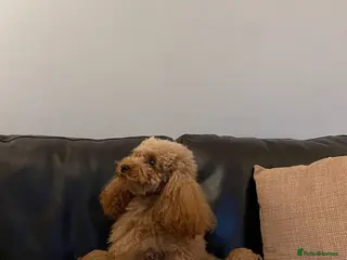 Toy Poodle dogs Gorgeous KC. Reg. Toy Poodle Puppies - Advert 4