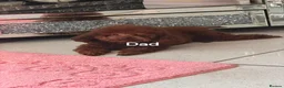 Jackapoo dogs for sale: 6 lovely puppies  in Orpington - Advert 10