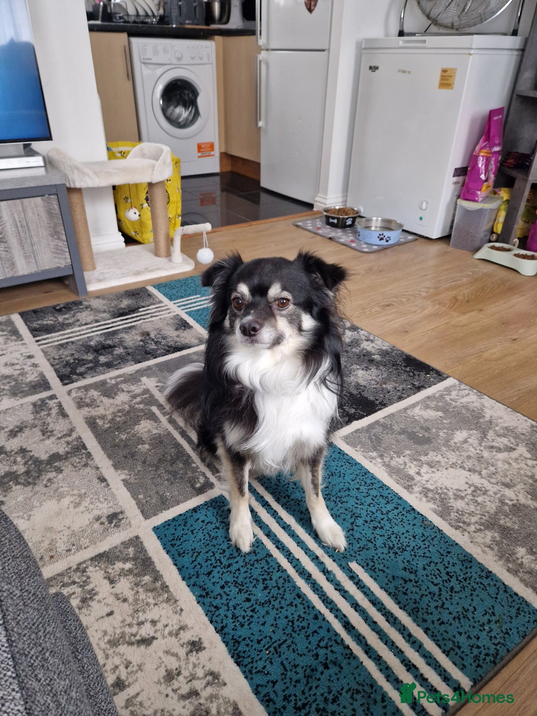 Mixed Breed dogs for sale: Male Japanese Spitz cross chihuahua  - Advert 3